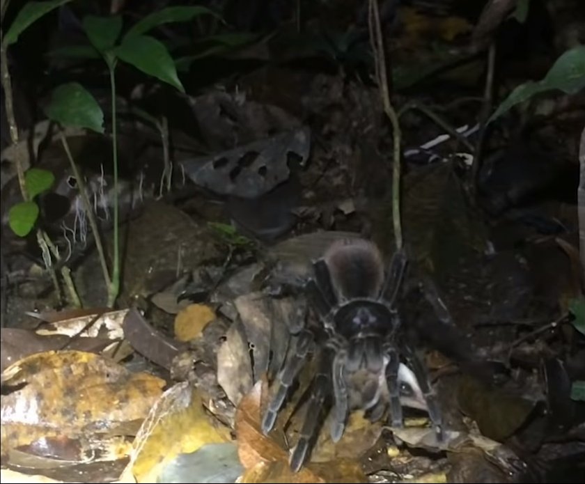 Тарантула уби опосум в Перу