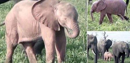 Розов слон се роди в ЮАР