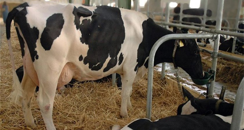 Откриха вирусна диария по говедата в Ямболско