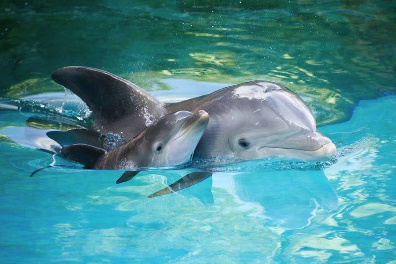 Делфинче се роди във Варна 