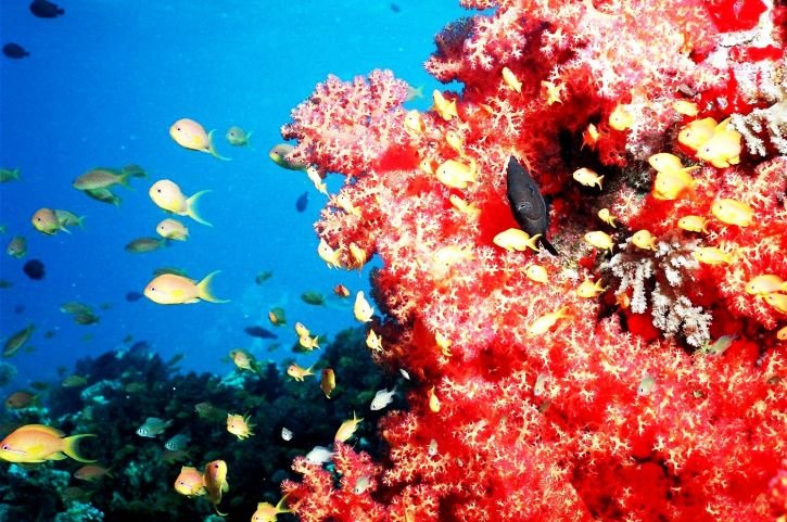 Учени преместват корали в Червено море, за да ги спасят