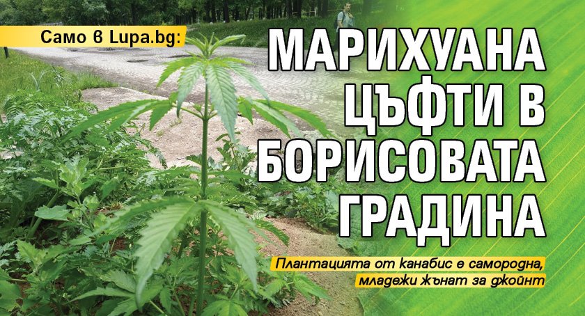 Само в Lupa.bg: Марихуана цъфти в Борисовата градина (СНИМКИ)