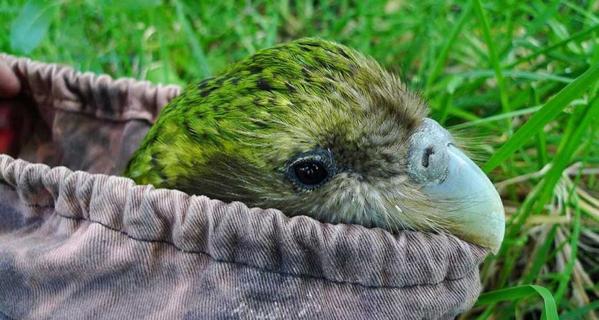 Гъбична болест застрашава редките папагали какапо