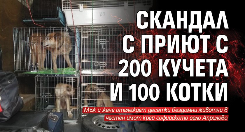 Скандал с приют с 200 кучета и 100 котки