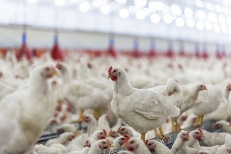 Птичи грип в Плевен! Убиха 330 000 пилета