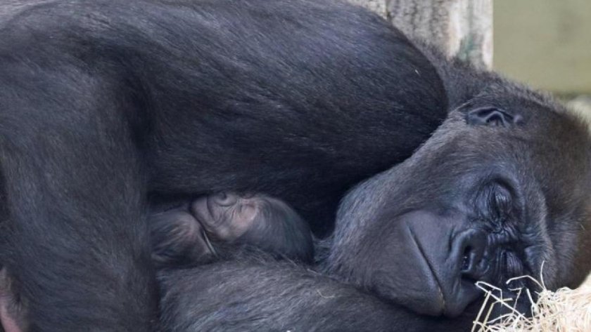 Бебе горила се роди в берлински зоопарк (СНИМКИ)