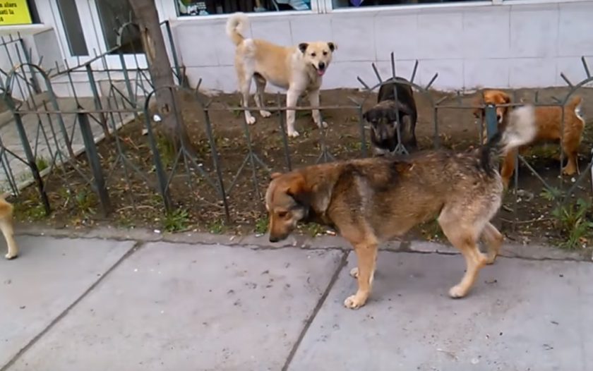 Бездомни кучета нахапаха 9-годишно дете в Дупница