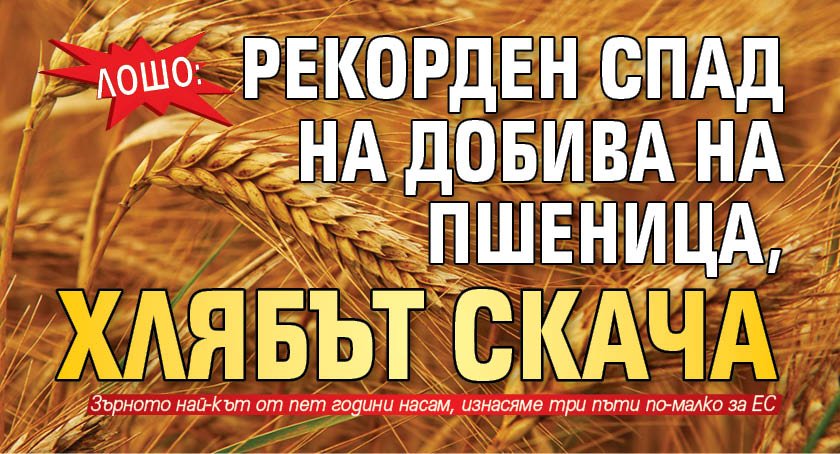 ЛОШО: Рекорден спад на добива на пшеница, хлябът скача