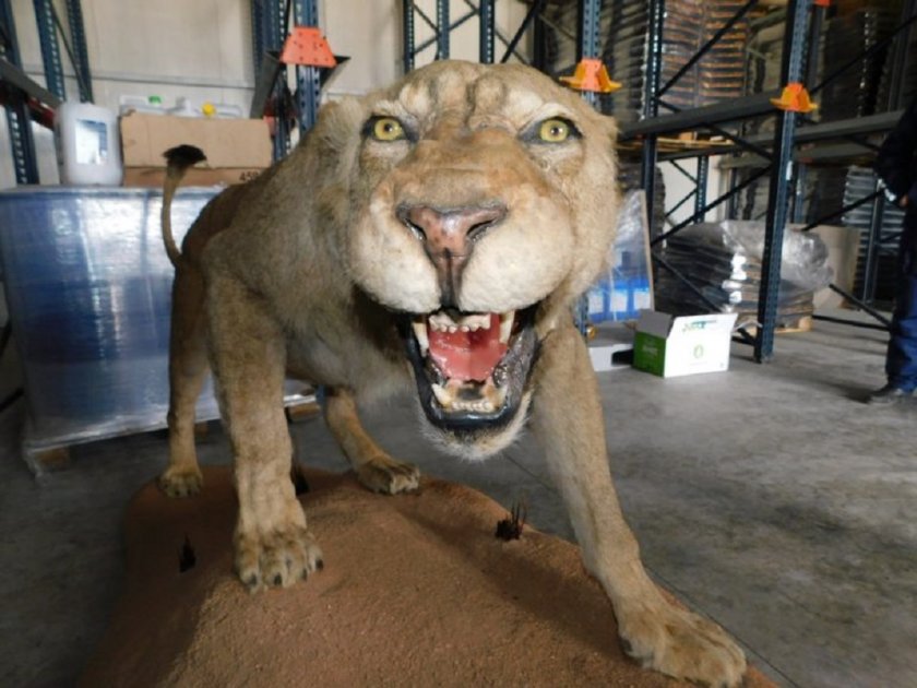 Ветеринар от Разград крие препариран лъв