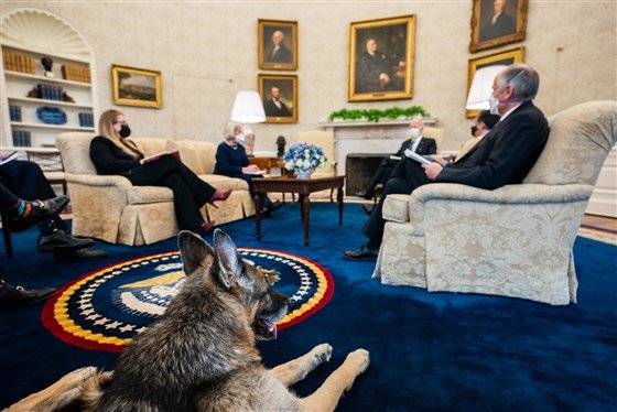 Кучетата на Байдън хапят, гонят ги от Белия дом