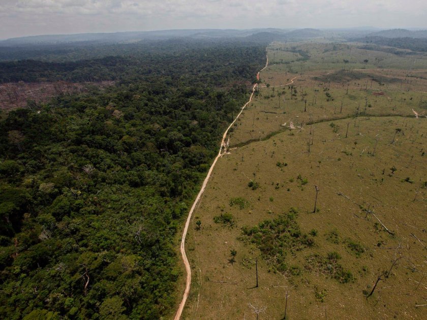 Две трети от тропическите гори по света са унищожени