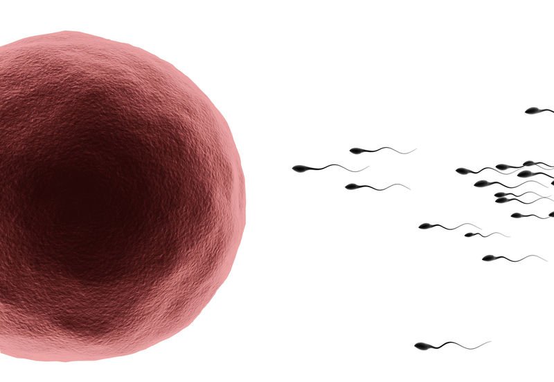 Яйцеклетката сама си избира сперматозоид