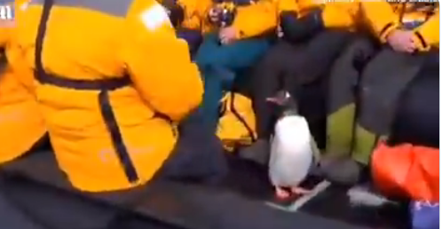 Пингвин скочи в лодка с хора, за да избяга от косатки (ВИДЕО)