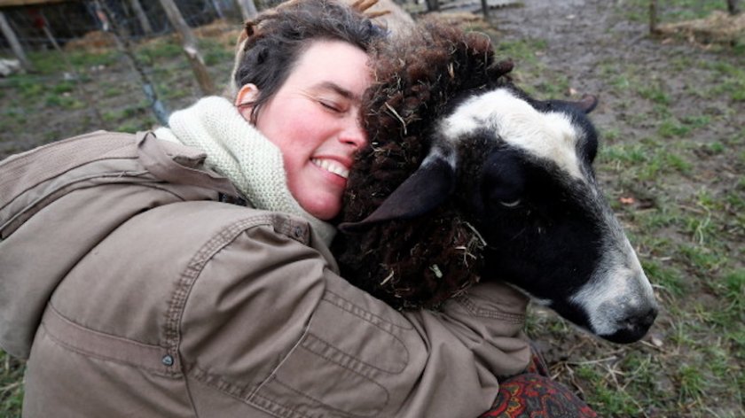 Лекарство срещу самотата в пандемията: Германци прегръщат овце
