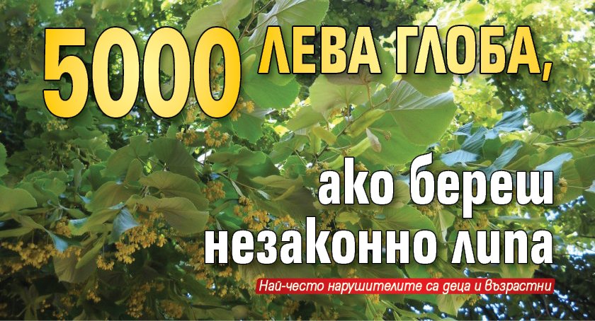 5000 лева глоба, ако береш незаконно липа