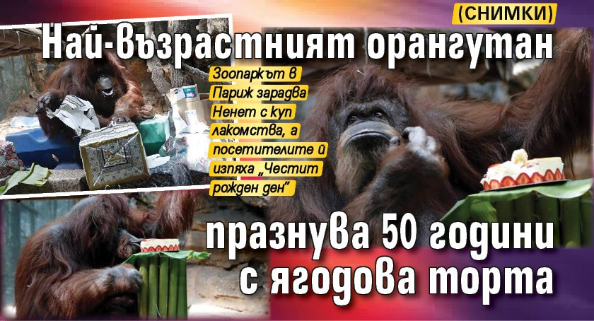 Най-възрастният орангутан празнува 50 години с ягодова торта (СНИМКИ)