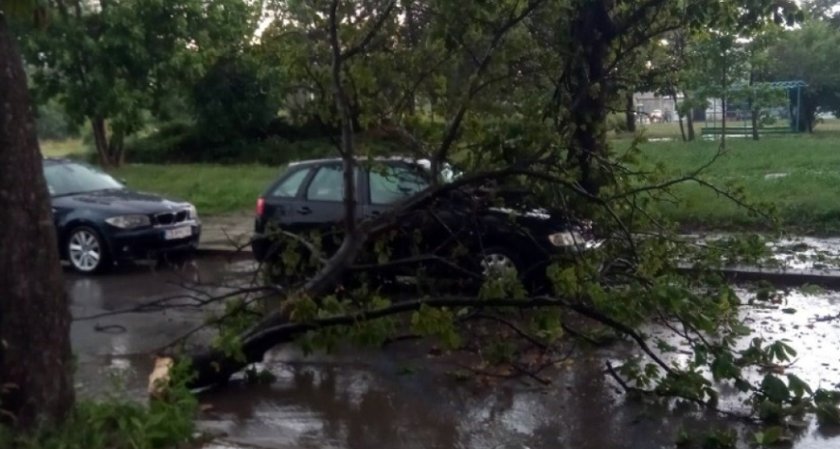 Паднало дърво затисна кола в София