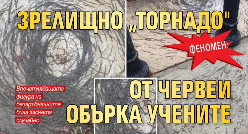 Феномен: Зрелищно „торнадо" от червеи обърка учените