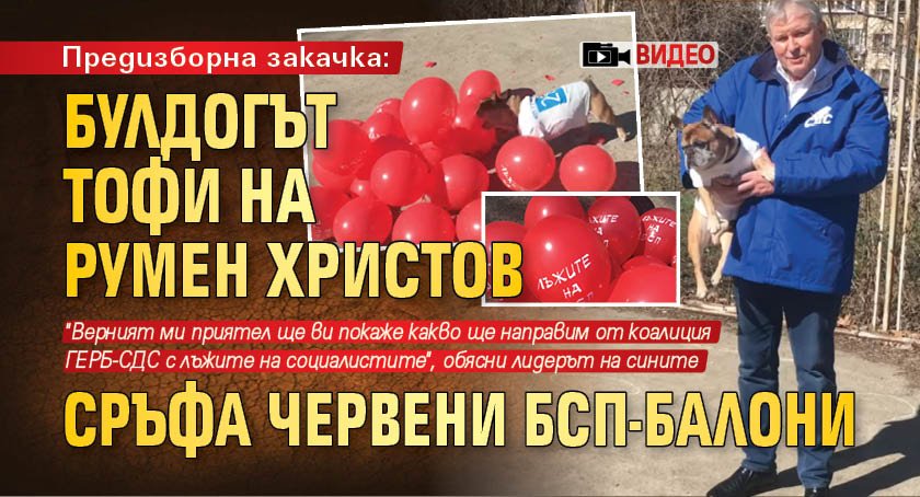 Предизборна закачка: Булдогът Тофи на Румен Христов сръфа червени БСП-балони (ВИДЕО)