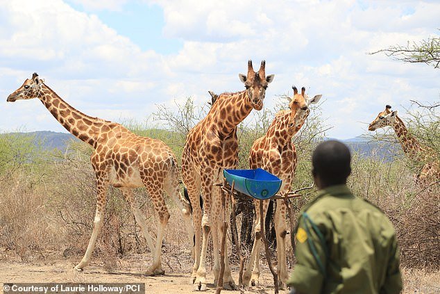 Спасиха 9 жирафа от потъващ остров в Кения