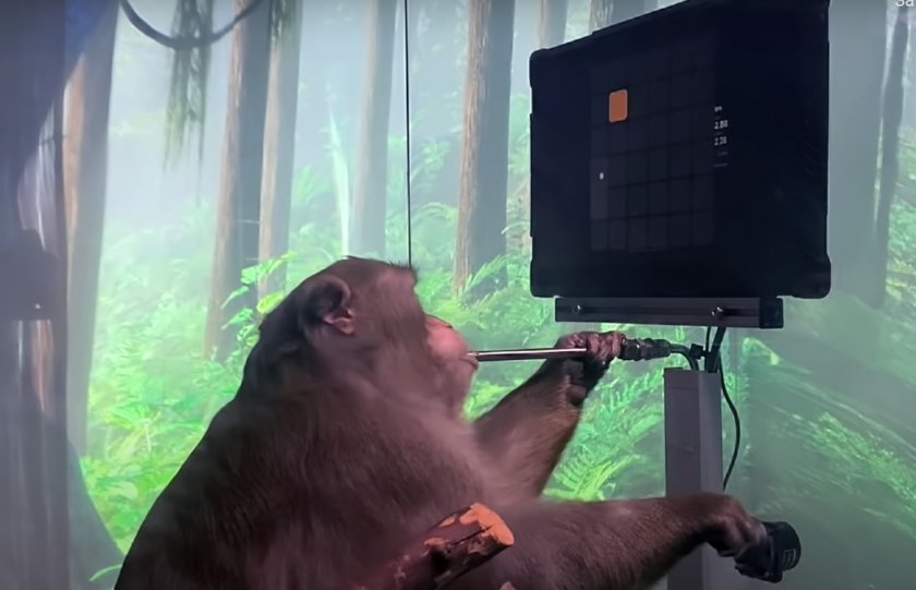 Илон Мъск чипира маймуна, нас кога? (ВИДЕО)