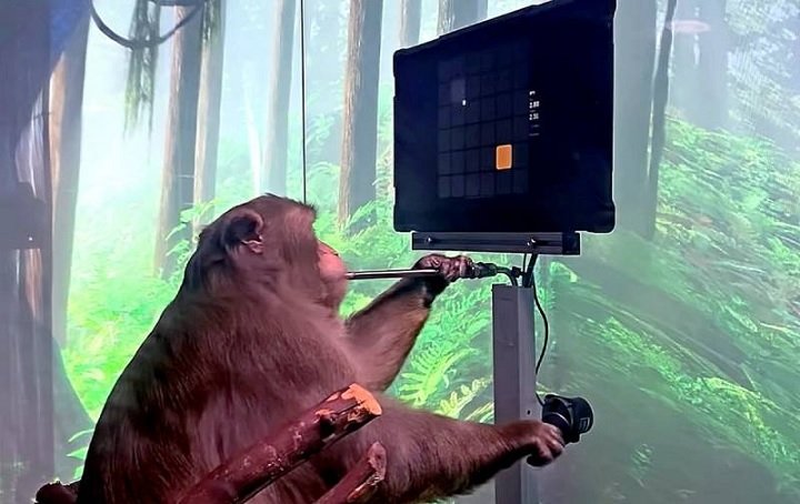 Илон Мъск чипира маймуна