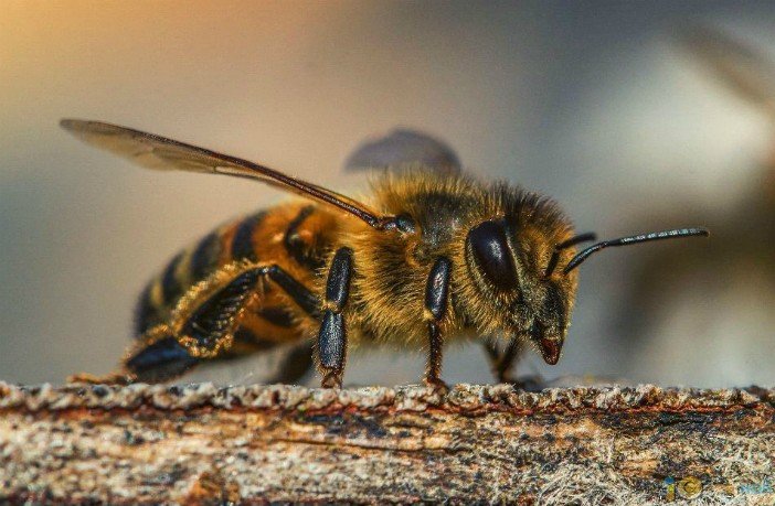 Половината от пчелите у нас загинали през зимата