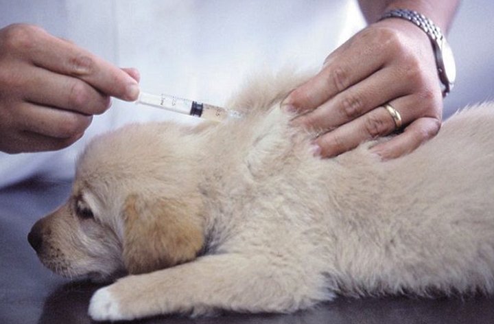 Русия стартира ковид ваксина за животни 