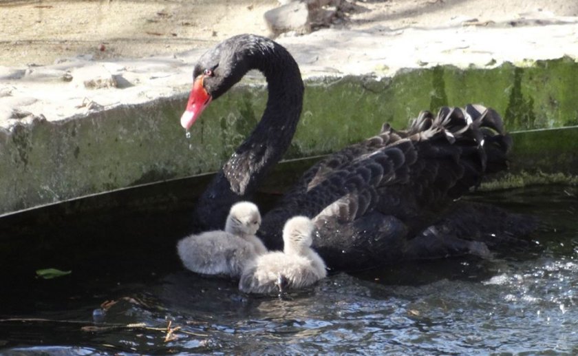 Черните лебеди Ромео и Жулиета с три сиви бебета