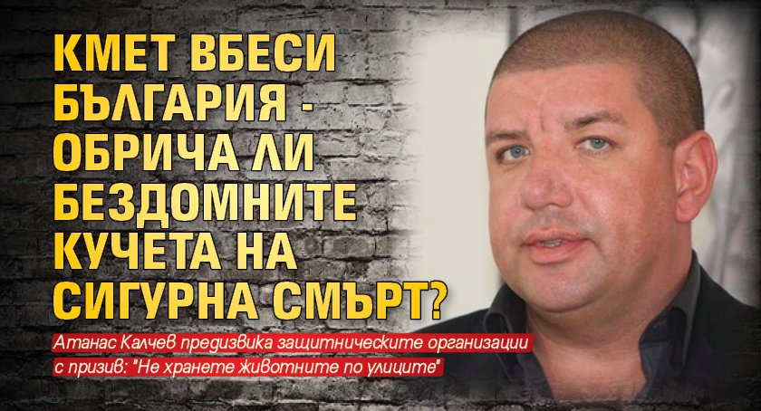 Кмет вбеси България - обрича ли бездомните кучета на сигурна смърт?