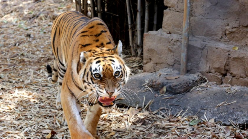 Избягал домашен тигър беше намерен жив и здрав в Хюстън