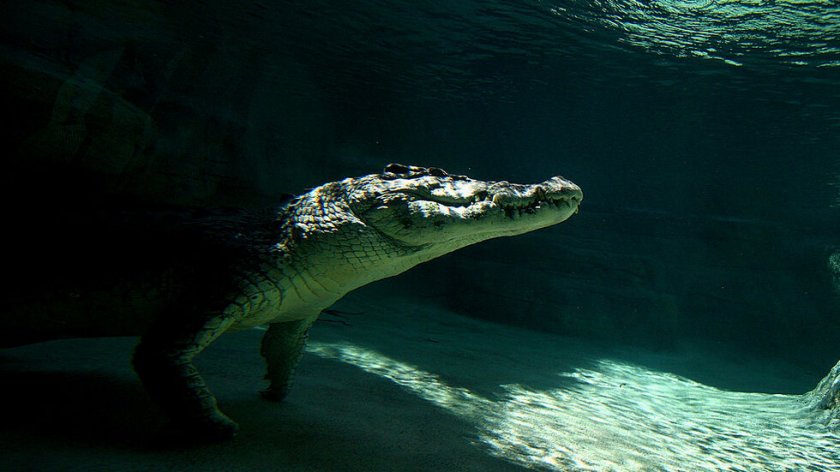 Крокодил нахлу в частен дом, за да поплува в басейна