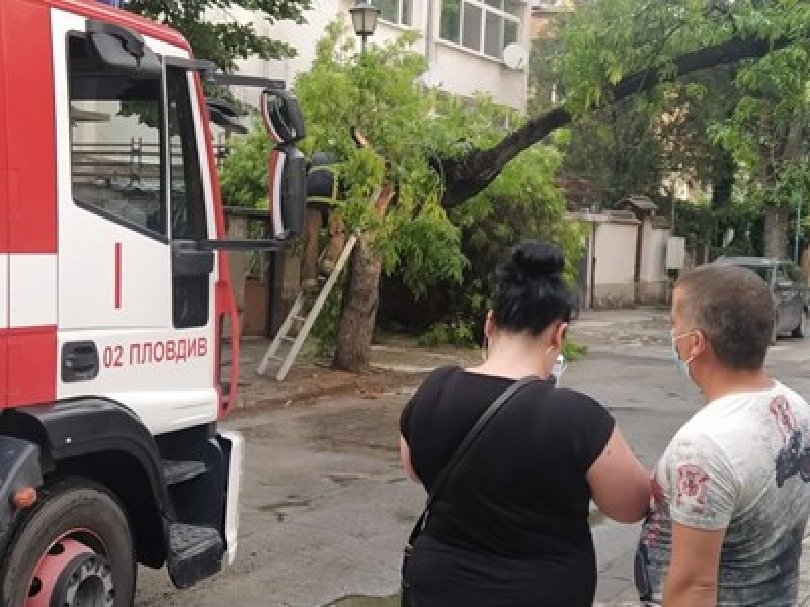 Гръм събори дърво в Пловдив