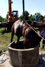Трима огнеборци са извадили кон, паднал в шахта