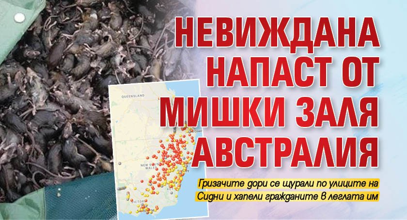 Невиждана напаст от мишки заля Австралия