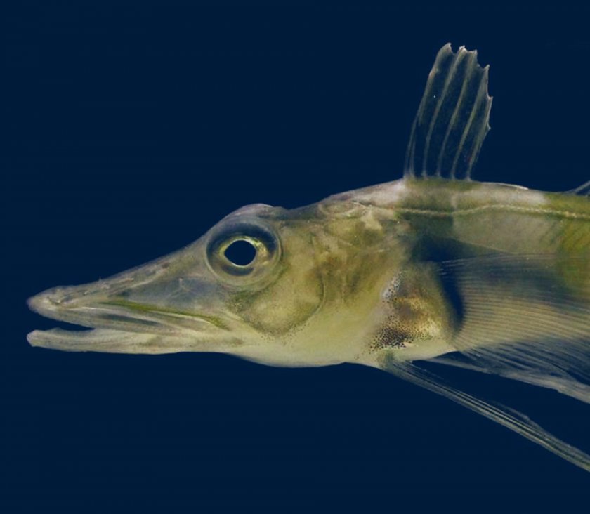 Уникална риба с прозрачна кръв дойде в България