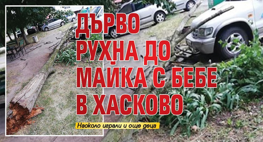 Дърво рухна до майка с бебе в Хасково