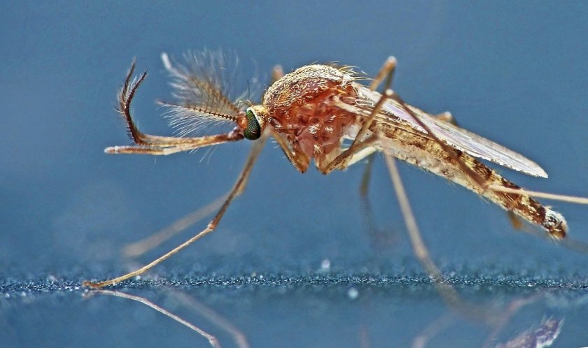 Мутирали комари носят западнонилска треска