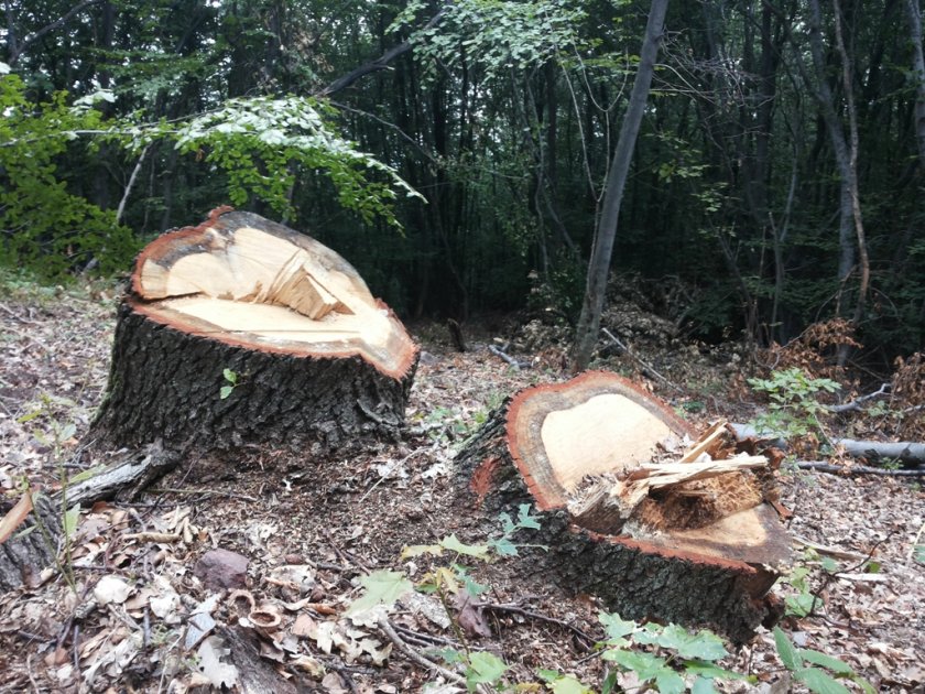 Хайка: Засилени проверки за изсичане на гори
