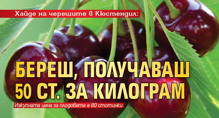 Хайде на черешите в Кюстендил: Береш, получаваш 50 ст. за килограм