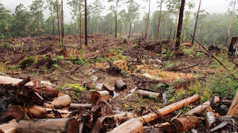Близо 1000 незаконно отсечени дървета само за седмица