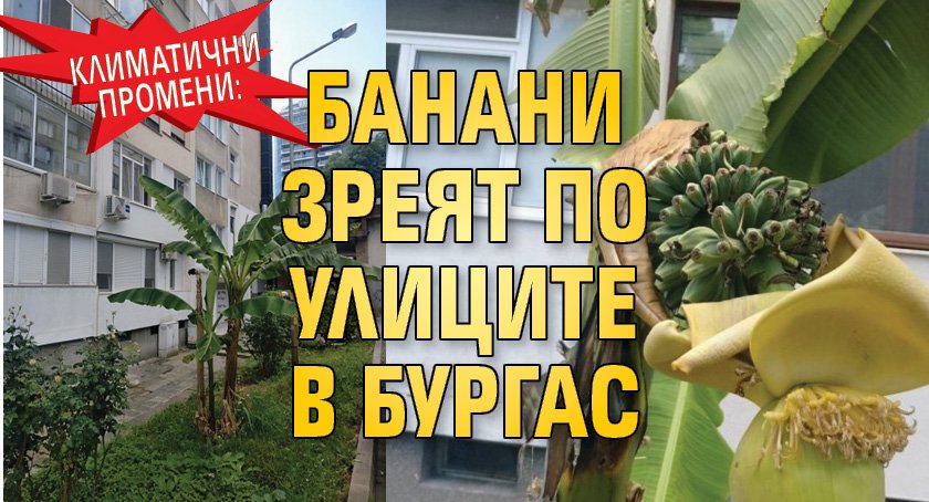 Климатични промени: Банани зреят по улиците в Бургас