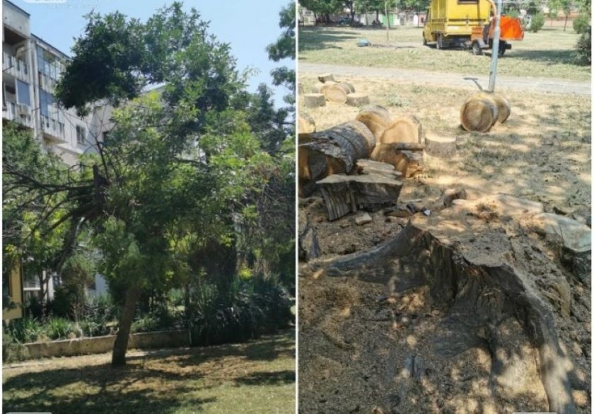 На косъм от трагедия в Пловдив: Дърво се стовари на метри от деца