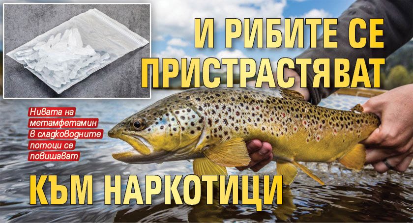 И рибите се пристрастяват към наркотици