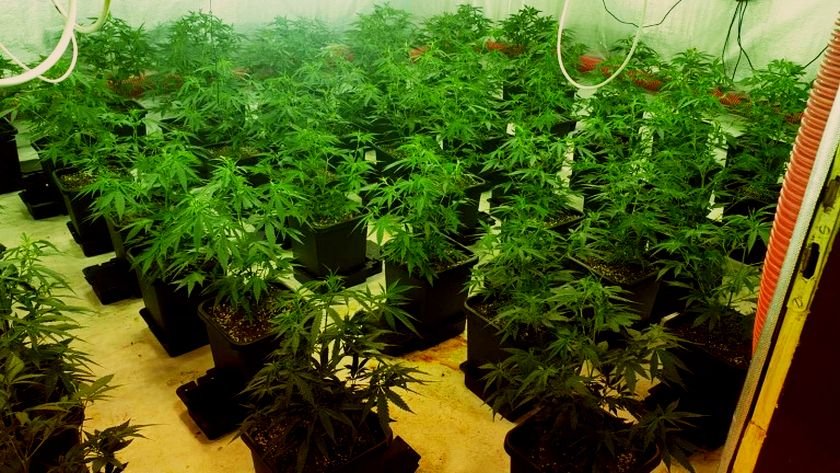 Полицията разкри високотехнологична оранжерия за марихуана в град Бяла