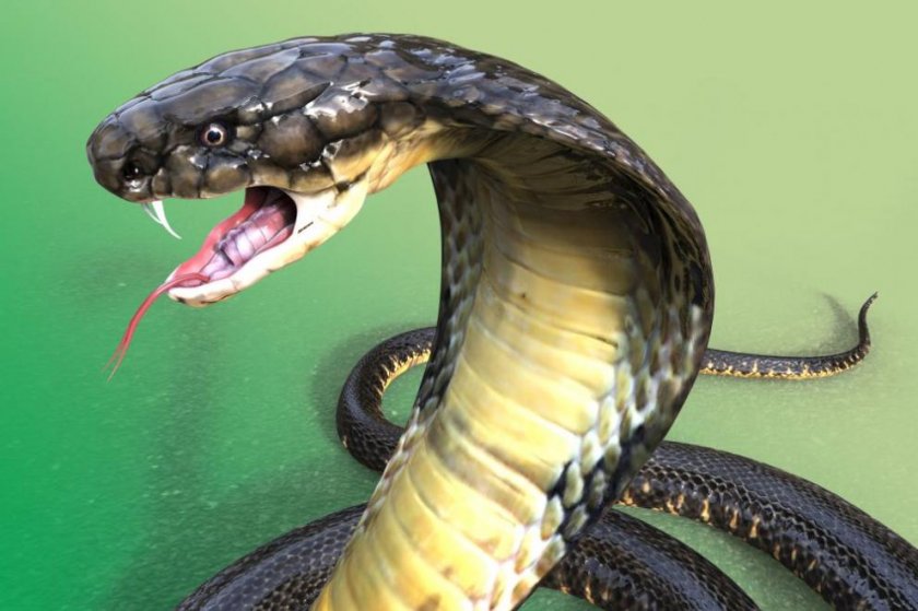 Змии следят радиацията във Фокушима