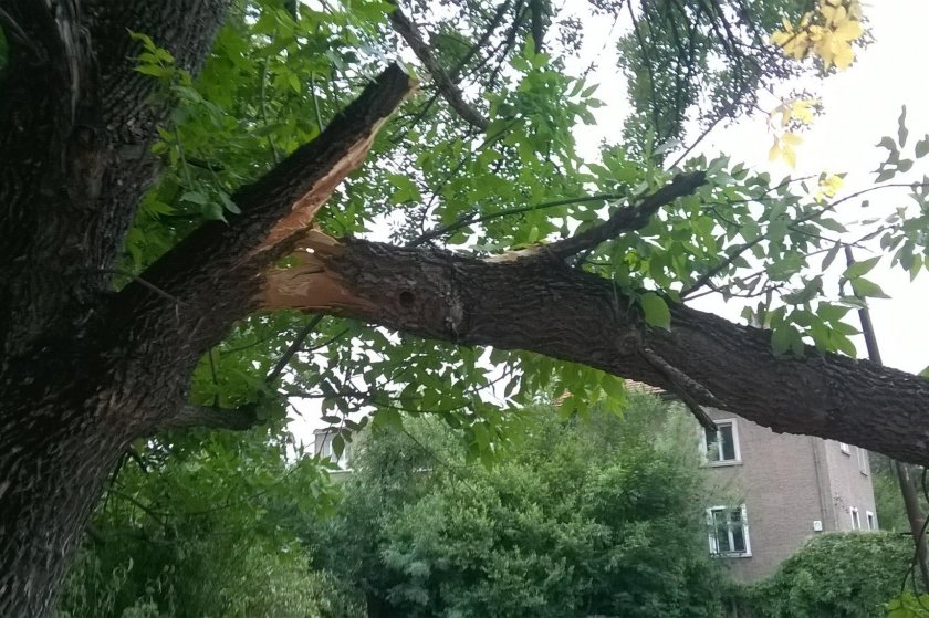 Жена загина, след като бе затисната от дърво в Разградско