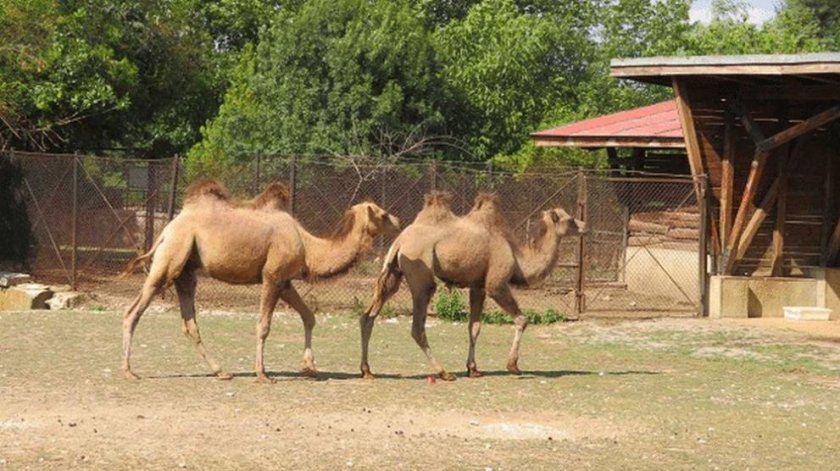 Столичният зоопарк има нови обитатели