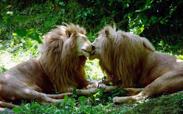 Зоопарк в Мюнхен организира обиколка, посветена на животните-гейове