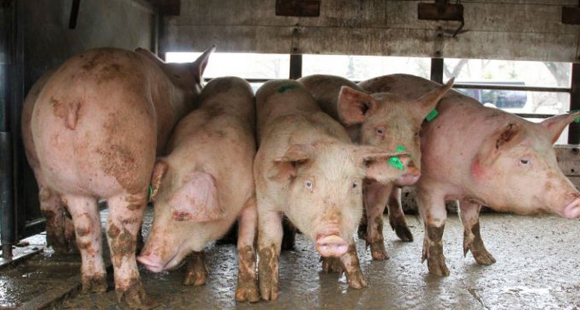 Африканската чума по свинете плъзнала в пет села